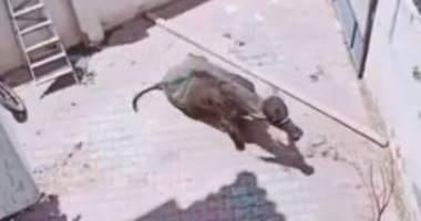 عجل يطارد 3 رجال قبل ذبحه بعيد الأضحى فى فيديو طريف على تيك توك