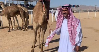 مسابقات الهجن تنطلق من شرم الشيخ بتسجيل أكثر من 2000 مشارك فى أكتوبر المقبل.. رئيس الاتحاد المصرى: نبدأ المسابقات بمهرجان دولى فى ذكرى انتصارات أكتوبر.. وإشادة من الملاك بدعم الدولة لرياضة العرب الأولى.. صور