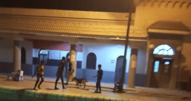اضبط مخالفة.. أهالى الفشن يشكون اصطحاب الشباب للكلاب بالشوارع "صور"