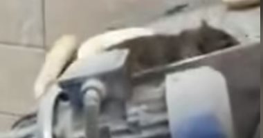 فأر يسير على الخبز بالأردن يثير موجة من الغضب على السوشيال ميديا.. فيديو