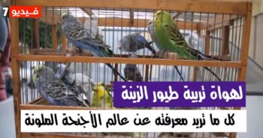 تربية طيور الزينة.. كل ما تريد معرفته عن عالم الأجنحة الملونة