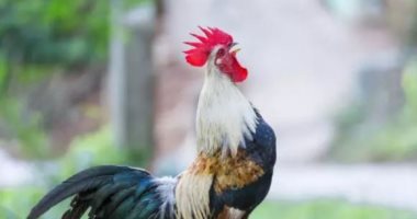 تغريم مسن إيطالى 166 يورو بسبب ديك يزعج الجيران