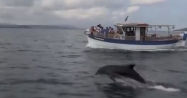 سياح يراقبون دُلفين يقدم عرضا مائيًا بجانب زورق سياحى فى اليونان.. فيديو