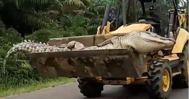 سكان جزر بإندونيسيا يقتلون تمساحا عملاقا ويرفضون خروجه من قريتهم.. صور