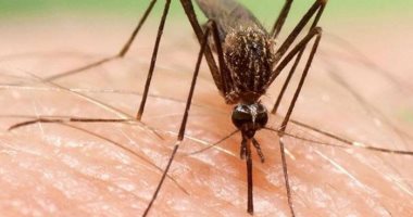 يسبب الحمى وألم المفاصل.. تسجيل أكثر من 7 آلاف إصابة بفيروس "شيكونجونيا" بالصين
