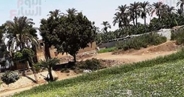 ورد النيل خطر دائم يهدد المياه بنى سويف.. يمتص 3 مليارات متر مكعب من النهر.. يحجب الأكسجين ليلا ويمنع تكاثر الأسماك.. المزارعون يستخدمونه علفا للماشية.. ومطالبات بحملات لانتشاله على فترات متقاربة.. صور