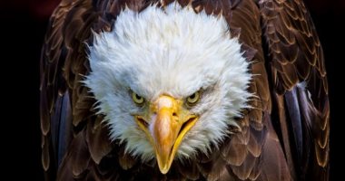 نسر يهاجم طائرة دون طيار أمريكية ويُسقطها ببحيرة فى ولاية ميشيجان