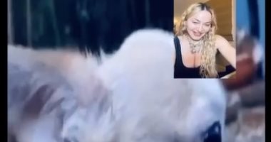 مكالمة فيديو بين مادونا وكلبها كوكو لتحضير هدية عيد ميلادها.. فيديو وصور