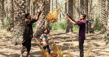 شعبة الفاكهة: استقرار جميع الأصناف.. وكيلو البلح يتراوح بين 3-25 جنيهًا 