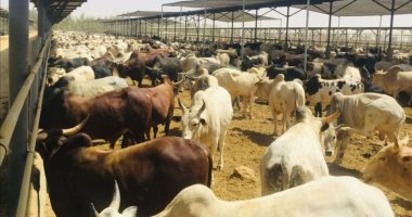 بدء التشغيل التجريبي للمجزر الآلي في شركة جنوب الوادي للتنمية.. صور