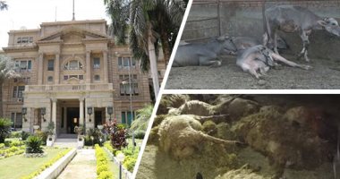 خطوات هامة على طريق زيادة الإنتاج .. "الزراعة" تواجه الجلد العقدى للماشية بحزمة إجراءات وقائية.. الخدمات البيطرية: 6 أسباب لظهور الحالات أبرزها عدم التحصين.. وبرامج مكثفة لمقاومة الناموس.. وحظر البيع دون بطاقة