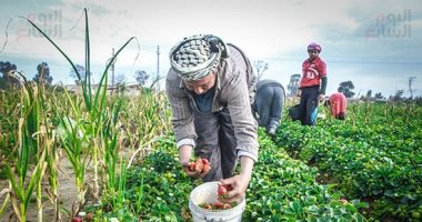 صورة اليوم.. قرب الحصاد تُشد فى الناس الهمم 