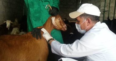 بيطرى الشرقية يرش 37 ألف رأس ماشية ويجرع 24 ألف لمكافحة الطفيليات.. صور