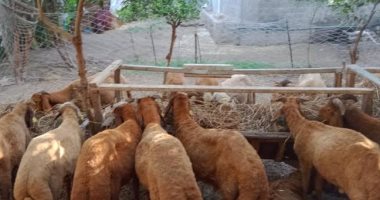 حملات بيطرية لتحصين الدواجن والماشية بقرى ومدن محافظة كفر الشيخ