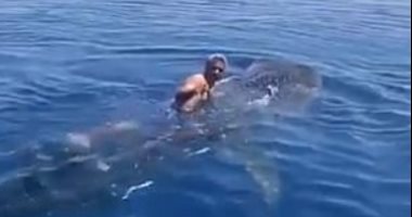 مشهد صادم.. رجل يركب على ظهر "القرش الحوت" فى البحر الأحمر.. فيديو