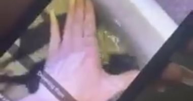 فتاة تتجرد من الإنسانية وتغرق 3 قطط فى أستراليا وتصور عملية القتل فيديو