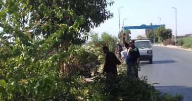 صور.. تهذيب الأشجار وصيانة المسطحات الخضراء بمدينة كوم أمبو
