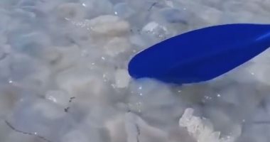 راكبو الزوارق يواجهون سرب قناديل البحر .. فيديو وصور