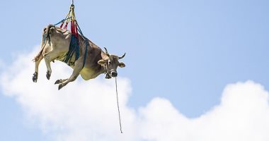 اعرف السبب وراء حمل طائرة هيلوكوبتر بقرة فى الهواء بسويسرا... صور 