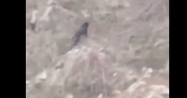 اعرف حقيقة فيديو متداول لظهور نمر أسود في وادى ضرك بالسعودية