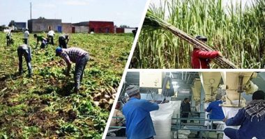 الزراعة تؤكد زيادة إنتاج مصر من السكر 100 ألف طن بدءا من العام المقبل ليتجاوز الإجمالى 2.6 مليون طن.. نشر أصناف جديدة للقصب وبرامج توعية بالحقول للتعريف بفوائدها.. ودعم 5 آلالف جنيه للفلاح وتوزيع التقاوى مجانا