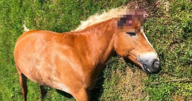 مجهولون يستهدفون الخيول فى فرنسا باستئصال العين والعظام.. اعرف القصة