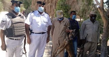 الشرطة وأهالى قرية بإسنا يتخلصون من "ذئب مفترس" هجم على أسرة بالأقصر.. صور