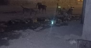 سيبها علينا.. قارئ يشكو من انتشار الكلاب الضالة بعين حلوان