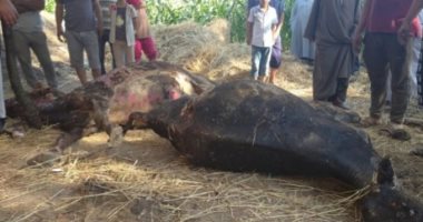نفوق 5 مواشى اثر اندلاع حريق هائل داخل حظيرة بالغربية