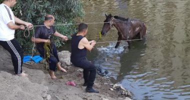 أمن الغربية ينقذ حصانا هزيلا من الموت بإحدى ترع طنطا.. اعرف القصة