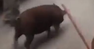 العثور على خنزير في منطقة الأميرية والأهالي يقذفوه بالحجارة.. فيديو