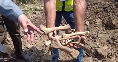 ضبط مزرعة سمكية بأرض زراعية بالدقهلية تستخدم الحيوانات النافقة طعام للسمك .. صور