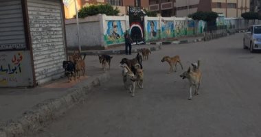 اضبط مخالفة.. الكلاب الضالة تغزو الشوارع بالقرب من حى أول المحلة بالغربية