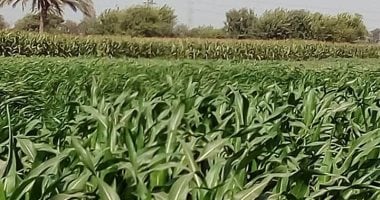 تعرف على المواعيد الآمنة لزراعة محاصيل العروة الجديدة للبطاطس والبنجر