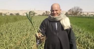 هنا قرية "سلاقوس" العالمية.. الأولى بإنتاج وتصدير الثوم والبصل لدول أوروبا وأفريقيا بـ10 آلاف طن سنويا.. العمل بها مستمر طوال العام.. والبرجاية فى البطاطس.. وطرق الرى الحديثة وفرت فرص عمل وزيادة الأجور.. صور