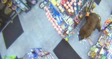 الدببة تقتحم محطة وقود وسوبر ماركت فى كاليفورنيا.. فيديو وصور