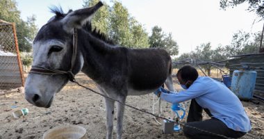 بحبك يا حمار.. مراحل تصنيع حليب الحمير لتفتيح البشرة والقضاء على حب الشباب