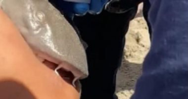 سمكة قرش تتشبث بذراع رجل فى فلوريدا.. صور