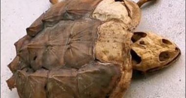 سلحفاة تتحول إلى هيكل عظمى بعد أن تركها صاحبها 6 أشهر.. فيديو وصور