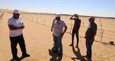محافظ الوادى الجديد يتابع مشروع زراعة وإنتاج الزيتون فى منطقة أبو منقار .. صور 