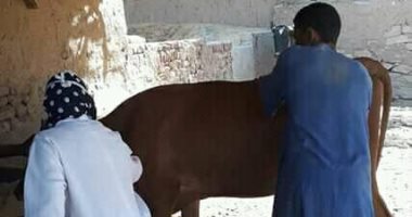 صور.. بيطرى أسوان تنفذ حملات تحصين ضد مرض الجلد العقدى