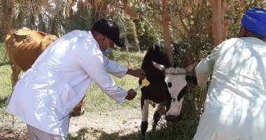 بيطري الوادى الجديد: تحصين 6346 رأس ماشية ضد مرض الجلد العقدي بالداخلة والفرافرة