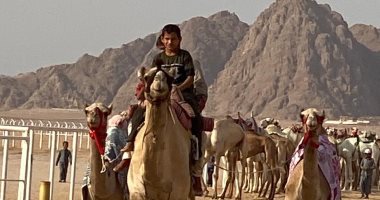 اختتام فعاليات مهرجان سباق الهجن التنشيطى بشرم الشيخ.. صور