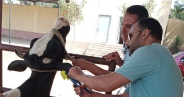بيطرى كفر الشيخ تنظم قوافل علاجية وإرشادية بمراكز المحافظة 