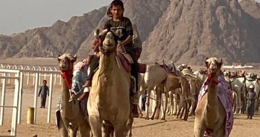 10 معلومات عن أول سباق هجن تنشيطى بشرم الشيخ فى ظل إجراءات احترازية ضد كورونا