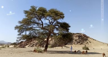 كيف يهتدى أهل البادية بالنجوم فى الصحراء الشرقية؟.. ظهور الثريا والجوزية مؤشر على ارتفاع درجات الحرارة.. سهيل دليل على برد النهار وطول الليل.. و"العنقريب" يحمل بشرى سقوط الأمطار وازدهار المراعى.. صور