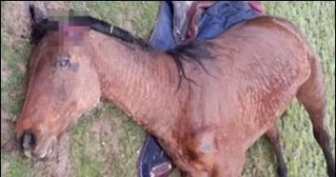 تشوية الخيول لغز محير تواجهه الشرطة الفرنسية.. اعرف التفاصيل