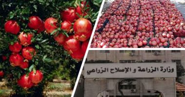 "الذهب الأحمر" يغزو الأسواق العالمية.. الزراعة تؤكد ارتفاع صادرات الرمان لـ19 ألف طن وإجراءات صارمة ضد الشركات المخالفة.. تكويد المزارع ولجان لتدقيق بيانات المنتج.. المحاصيل البستانية: الإنتاج المحلى 383 ألف طن