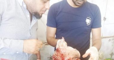 بيطري الوادى الجديد : ضبط أغذية فاسدة في حملة تفتيش مكبرة بالمحافظة .. صور