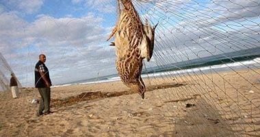 بدء موسم صيد السمان بمدينة العريش وسط إجراءات احترازية